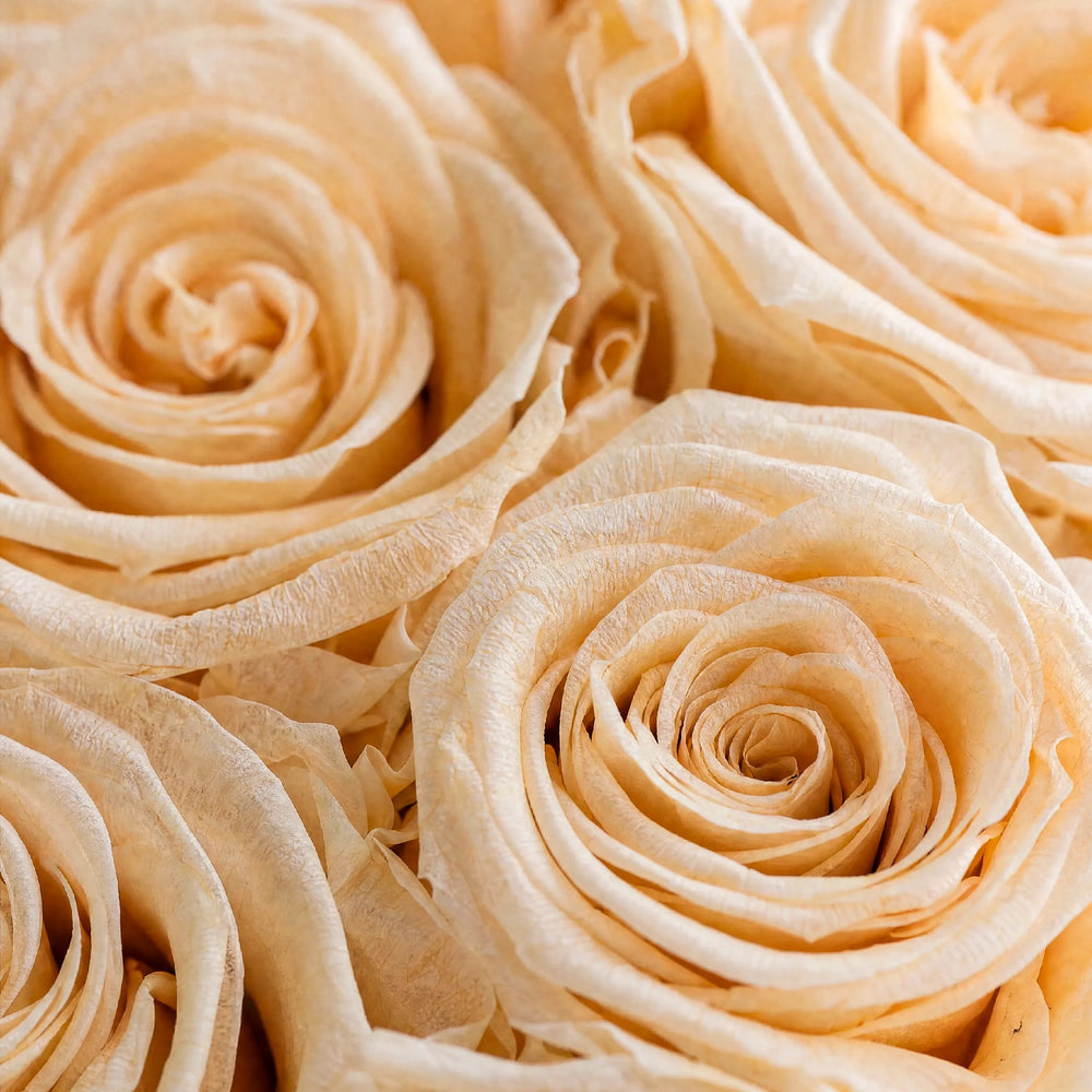 Close-up texture of premium everlasting champagne roses showing delicate petals in a minimalist floral sculpture.
