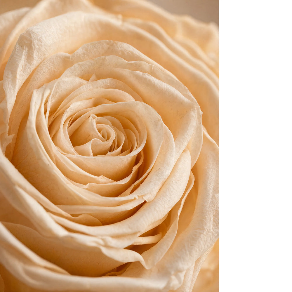 Macro shot of a flawless eternal champagne rose petal structure, luxury home decor accent.
