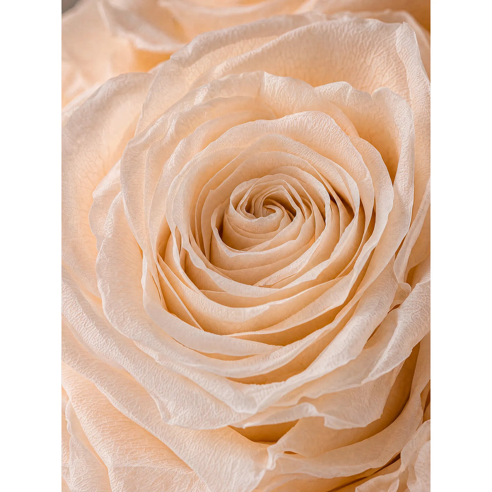 Micro detail of grade-A champagne eternal roses showcasing soft multi-layered petal structure